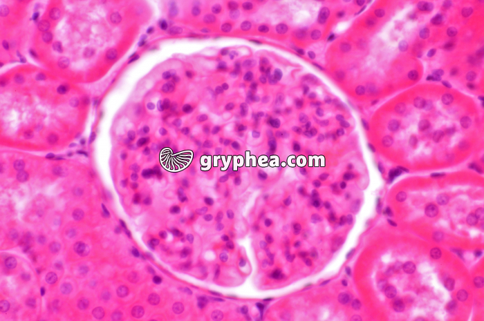 Glomérule Rein x160 - gryphea.com